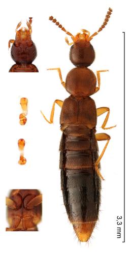 Geostiba circellaris